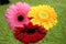 Cheerful gerbera daisies on a green background