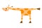 The cheerful giraffe stretched its neck forward and the tail back. His skin is covered with orange spots. Ears are upright. Flat