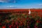 Cheerful girl with curly blond hair in a huge poppy field alone,