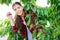 Cheerful girl farm worker harvesting sweet cherries in garden