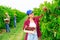 Cheerful girl farm worker harvesting sweet cherries in garden
