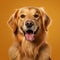 Cheerful Golden Retriever Dog Portrait On Orange Background