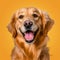 Cheerful Golden Retriever Dog Portrait On Vibrant Background