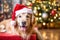 Cheerful golden retriever dog in Santa Claus hat near Christmas tree at home