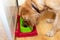 Cheerful golden retriever labrador enjoying breakfast.Adorable dog with bowl eat food in the kitchen.Closeup