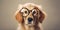 Cheerful golden retriever puppy wearing spectacles and looking into the camera