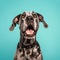 Cheerful Great Dane Dog On Turquoise Background - High Quality Photo