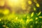 cheerful green leaf blurred background with grass and green plants in sunny glade