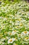 Cheerful green meadow with white daisies, close-up