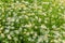 Cheerful green meadow with white wild daisies