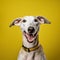 Cheerful Greyhound Dog Laughing On Yellow Background