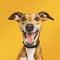 Cheerful Greyhound Dog In Photorealistic Rendering