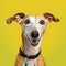 Cheerful Greyhound Pup Laughing On Vibrant Yellow Background