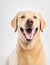 cheerful happy dog smiling beige labrador, white background illustration