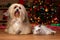 Cheerful Havanese dog and a colorpoint kitten in Christmas