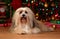 Cheerful Havanese dog is lying in front of a Christmas tree