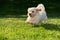 Cheerful havanese puppy running in the grass