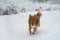 Cheerful healthy walk of red dog in a winter park, forest covered with fluffy snow