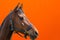 Cheerful Horse,classic bridle.Brown horse close up head shot portrait against carrot background.copy space.Side view