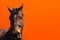 Cheerful Horse,classic bridle.Brown horse close up head shot portrait against orange background.copy space
