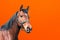 Cheerful Horse,classic bridle.Brown horse close up head shot portrait against orange background.copy space.Side view