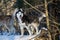 Cheerful husky dog walking in sunny winter forest.