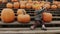 A cheerful kid sits on a bench among rows of pumpkins. Autumn fair in honor of Halloween