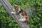 A cheerful kitten climbed onto a pole