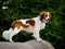 Cheerful kooikerhondje posing on a rock in the forest