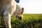 Cheerful labrador retriever dog stands in the field with its owner on a sunny spring day. Young playful dog being active on the