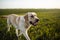 Cheerful labrador retriever dog walks in the field with its owner on a sunny spring day. Young playful dog runs on the green grass