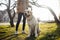 Cheerful labrador retriever dog walks in the park with its owner on a sunny spring day. Young playful dog sits on the green grass