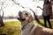 Cheerful labrador retriever dog walks in the park with its owner on a sunny spring day. Young playful dog stands on the green