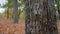 Cheerful little boy hide behind a big tree at park, rest and walk in forest in autumn