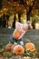 Cheerful little child girl lift very large orange pumpkin for her Halloween or Thanksgiving decoration outdoor at warm
