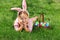 A cheerful little girl preschooler dressed in bunny ears is lying on the lawn with a basket of painted Easter eggs. Happy Easter