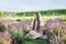 Cheerful Little girl relax on picnic on lavender field. Provence, France. Girl child collect lavender. beautiful young girl with s