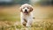 Cheerful and lovable puppy joyfully frolicking and playing on vibrant green grass field
