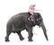 Cheerful mahout rides on an elephant