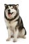 Cheerful malamute