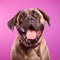 Cheerful Mastiff Breed Dog On Solid Color Background