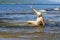 Cheerful mature man swims on the waves