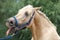 Cheerful morgan mare showing us her healthy teeth