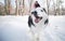 Cheerful muzzle of a dog husky in a winter park, in the background a young couple