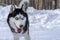 Cheerful muzzle Siberian husky dog. Sly  husky dog with blue eyes and open mouth.