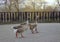 A cheerful and noisy flock of three geese walks along the cobblestone path of a city park