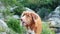 A cheerful Nova Scotia Duck Tolling Retriever stands alert in the wilderness