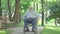Cheerful old disabled man rolling wheelchair along the alley in summer park. Wide shot portrait of joyful handicapped