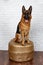 Cheerful perky dog on a brick background. German Shepherd.