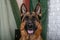 Cheerful perky dog on a brick background. German Shepherd.